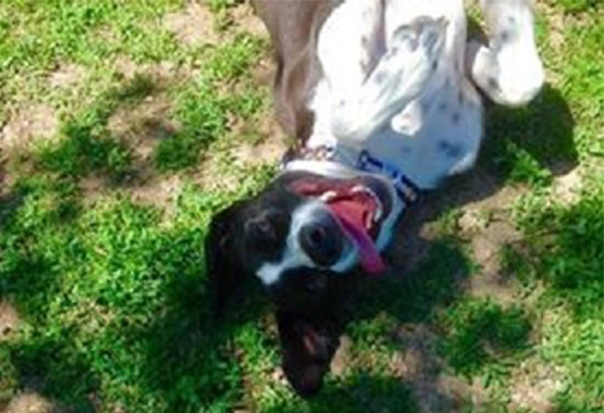 Koda the Dog Flirting at the Park