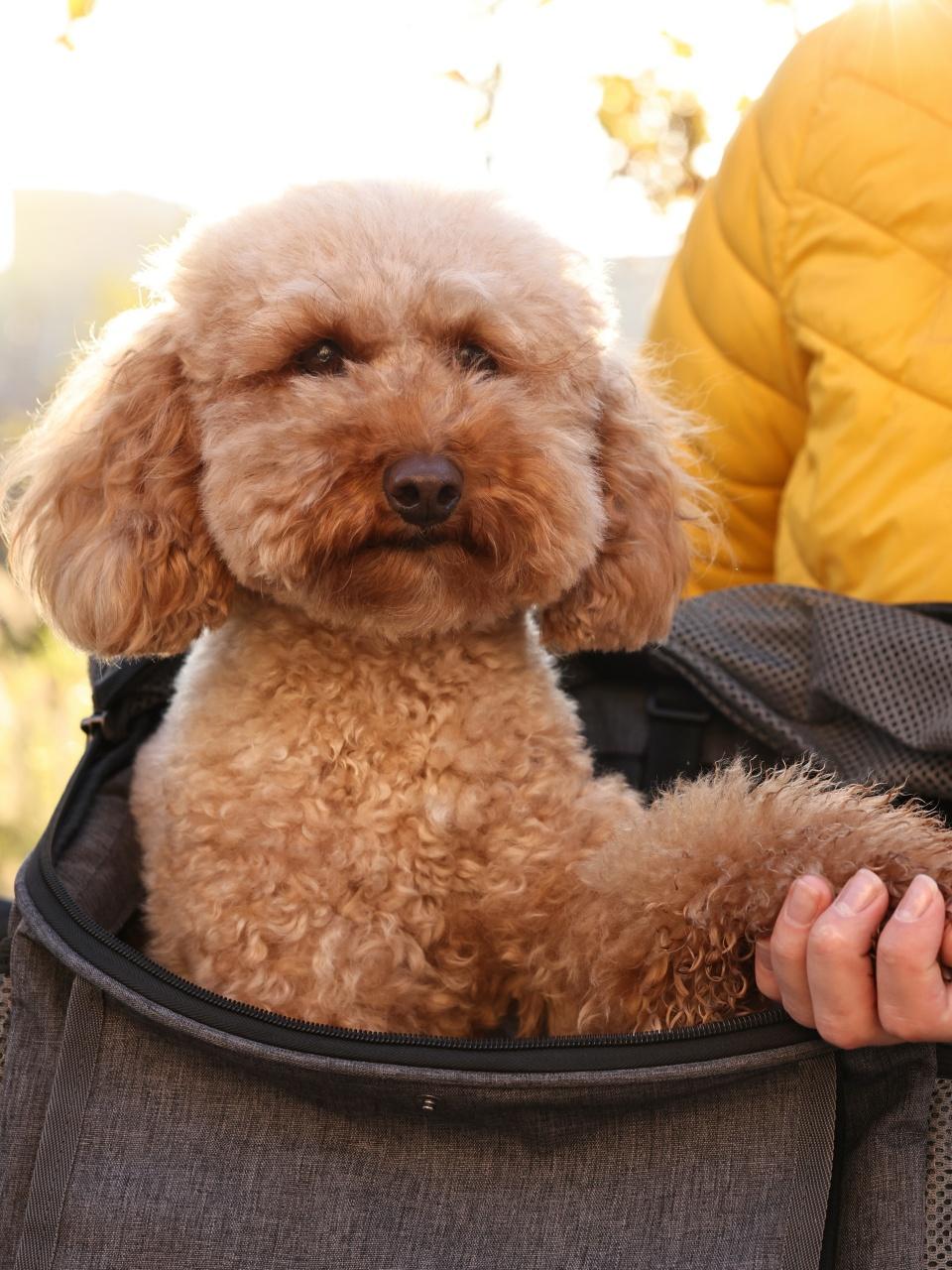 Smiling brown poodle puppy getting ready for bath in basin