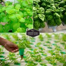 mint, basil and cilantro grown hydroponically
