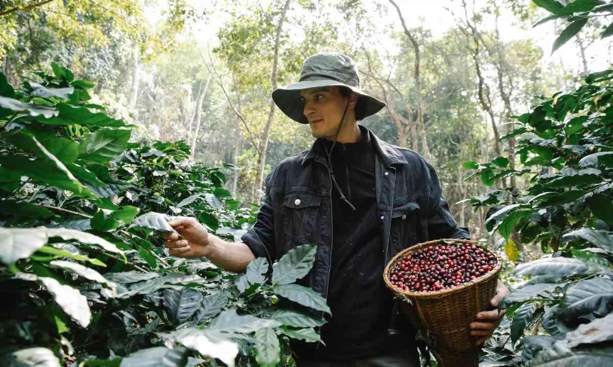 Man picking coffee beans