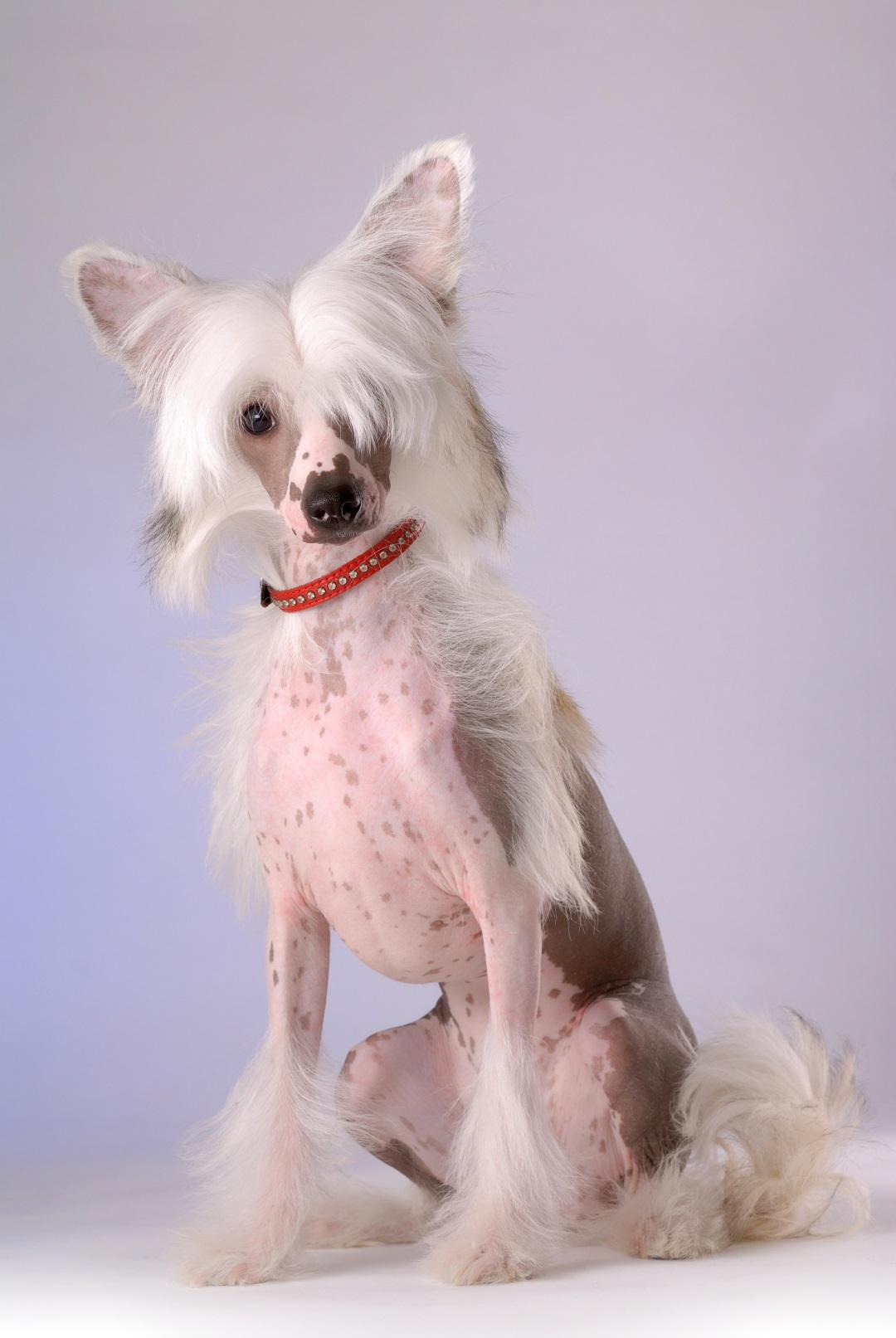 Chinese Crested