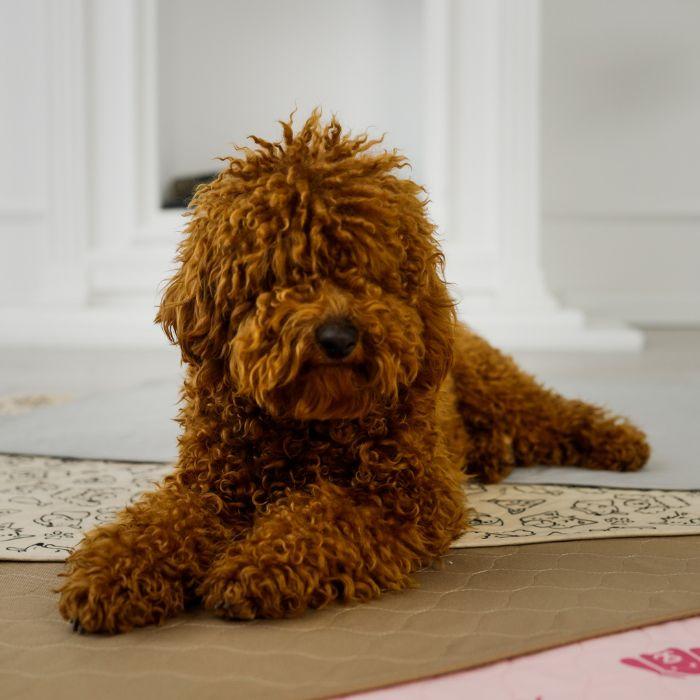 How to Train an Older Dog to Use Pee Pads Potty Buddy Potty Buddy™