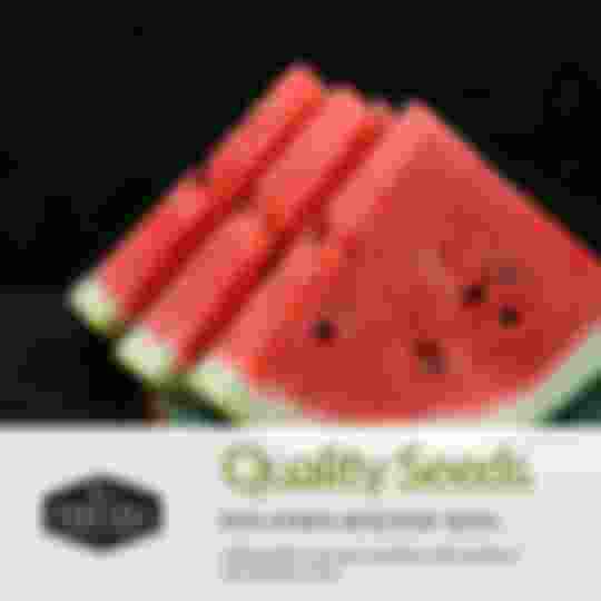 Quality non-hybrid heirloom watermelon seeds with proven germination rates