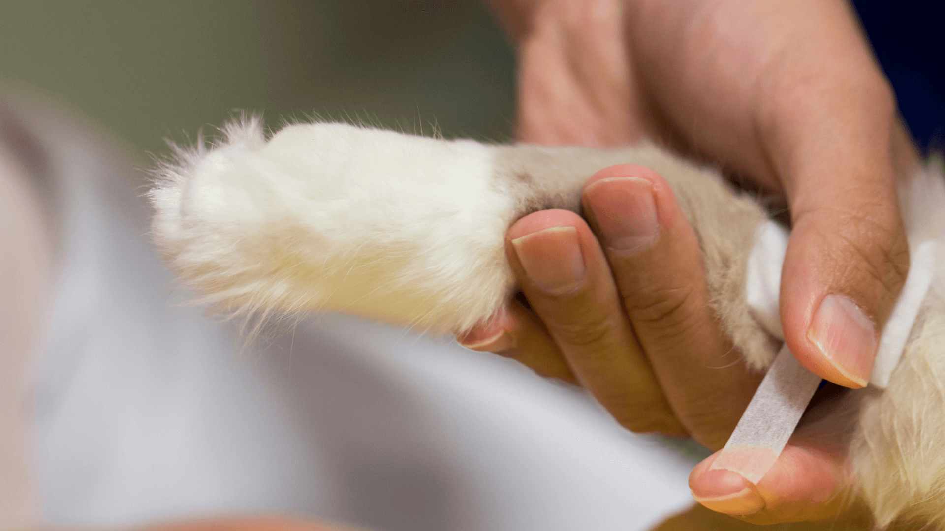 Door Buddy Blog - first aid kits for dogs