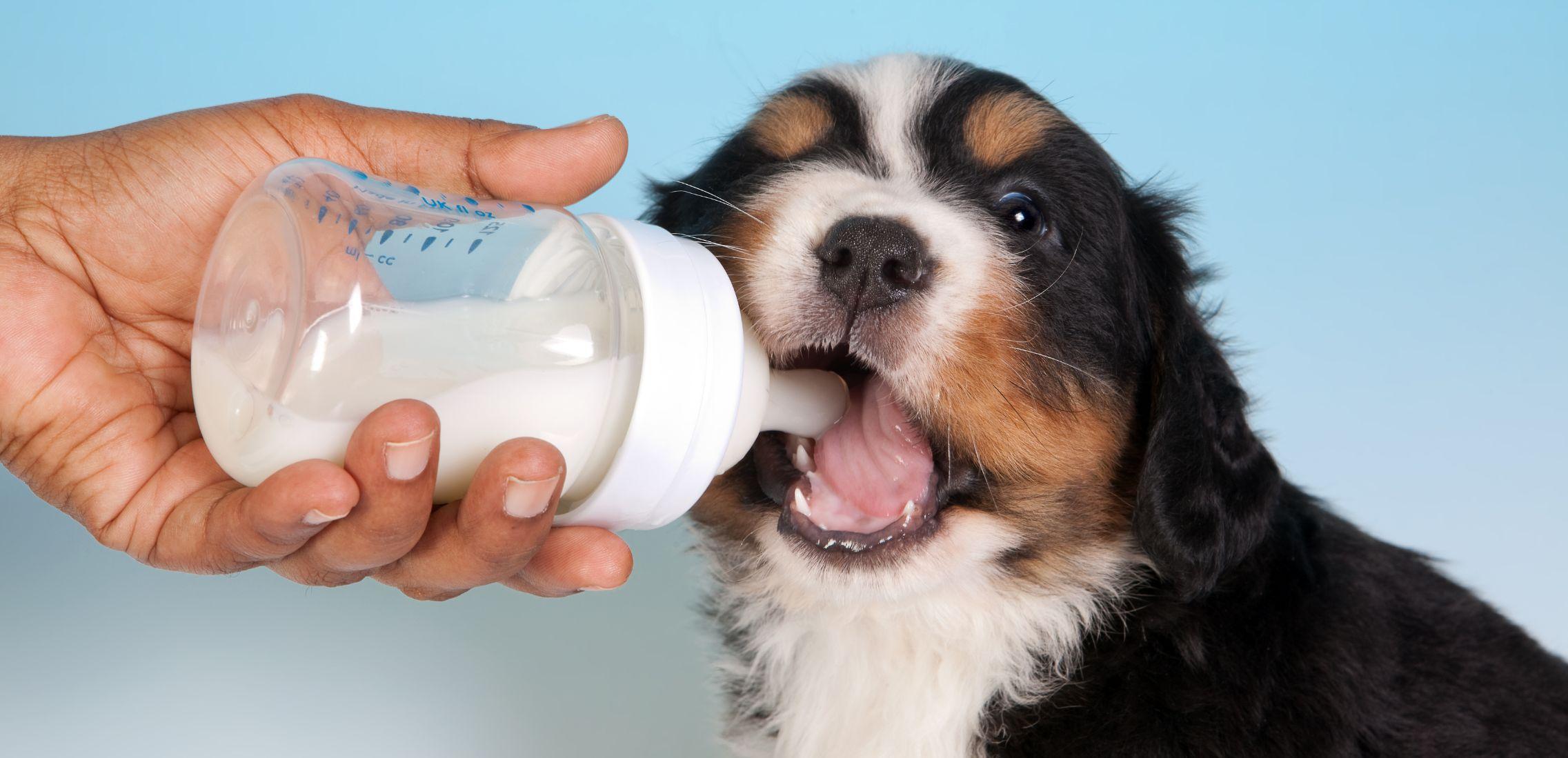 Can Dogs Drink Milk Is Milk Good or Bad for Dogs Potty Buddy