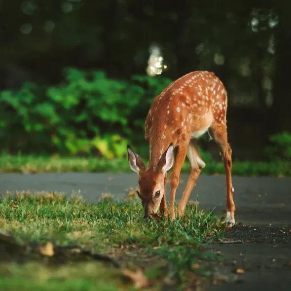 Deer
