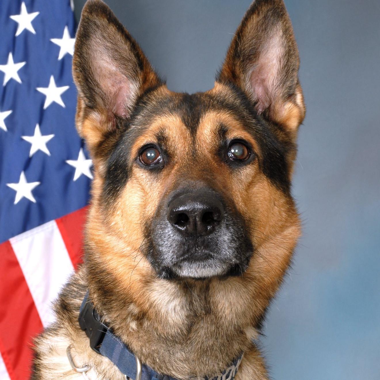 k9 bodhi