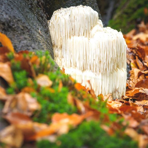 New World Wellness Lion's Mane Extract