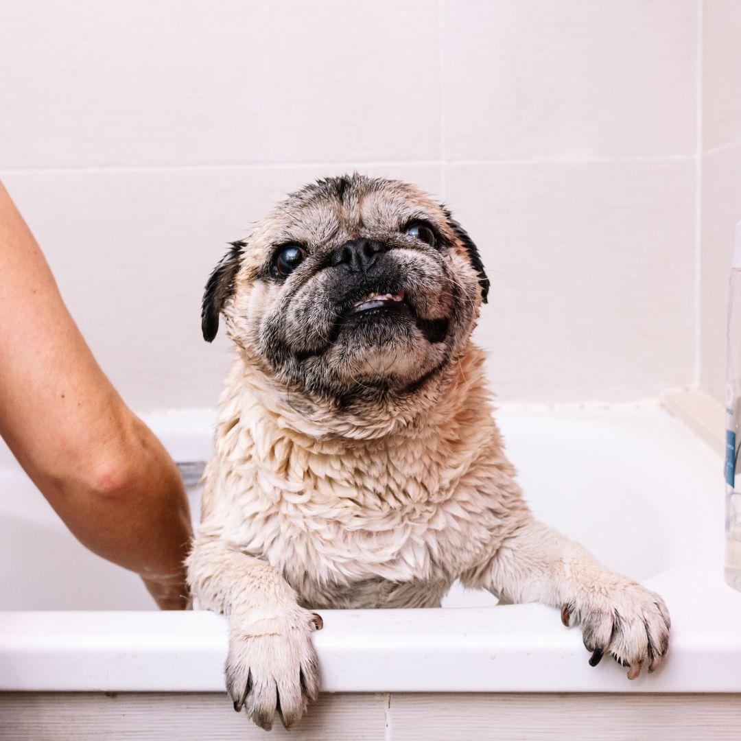 Pug being washed