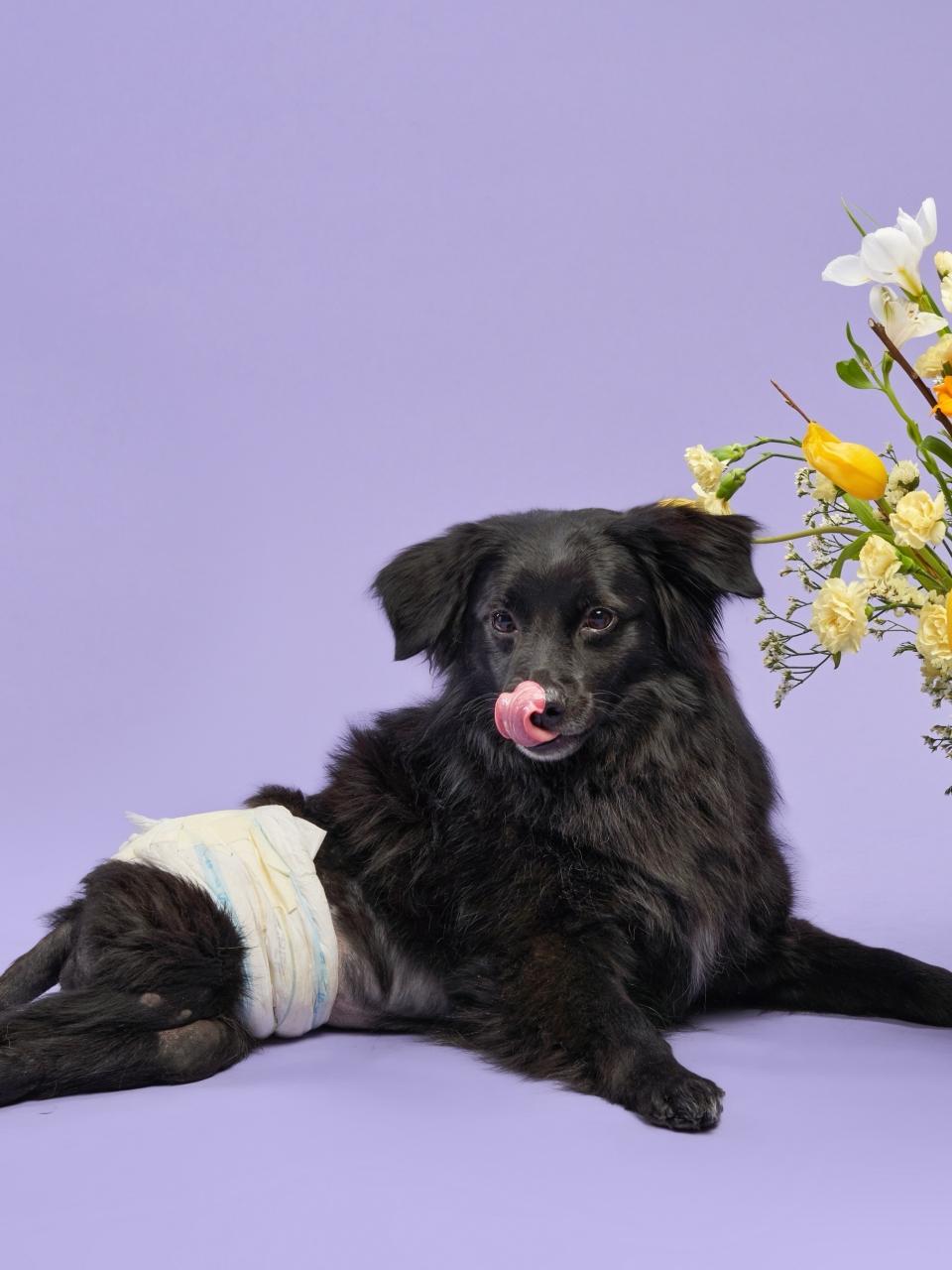 A black dog with a diaper sits beside a vibrant floral arrangement, licking its nose against a purple background
