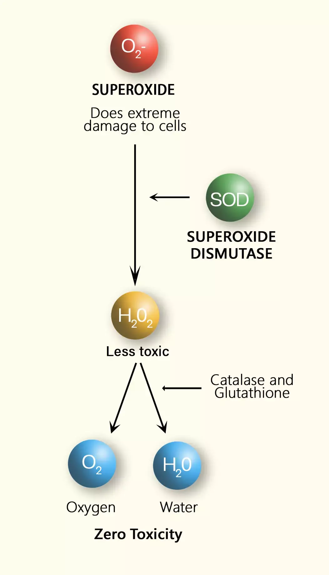 SOD Diagram depicting functioning of the SOD mechanism.