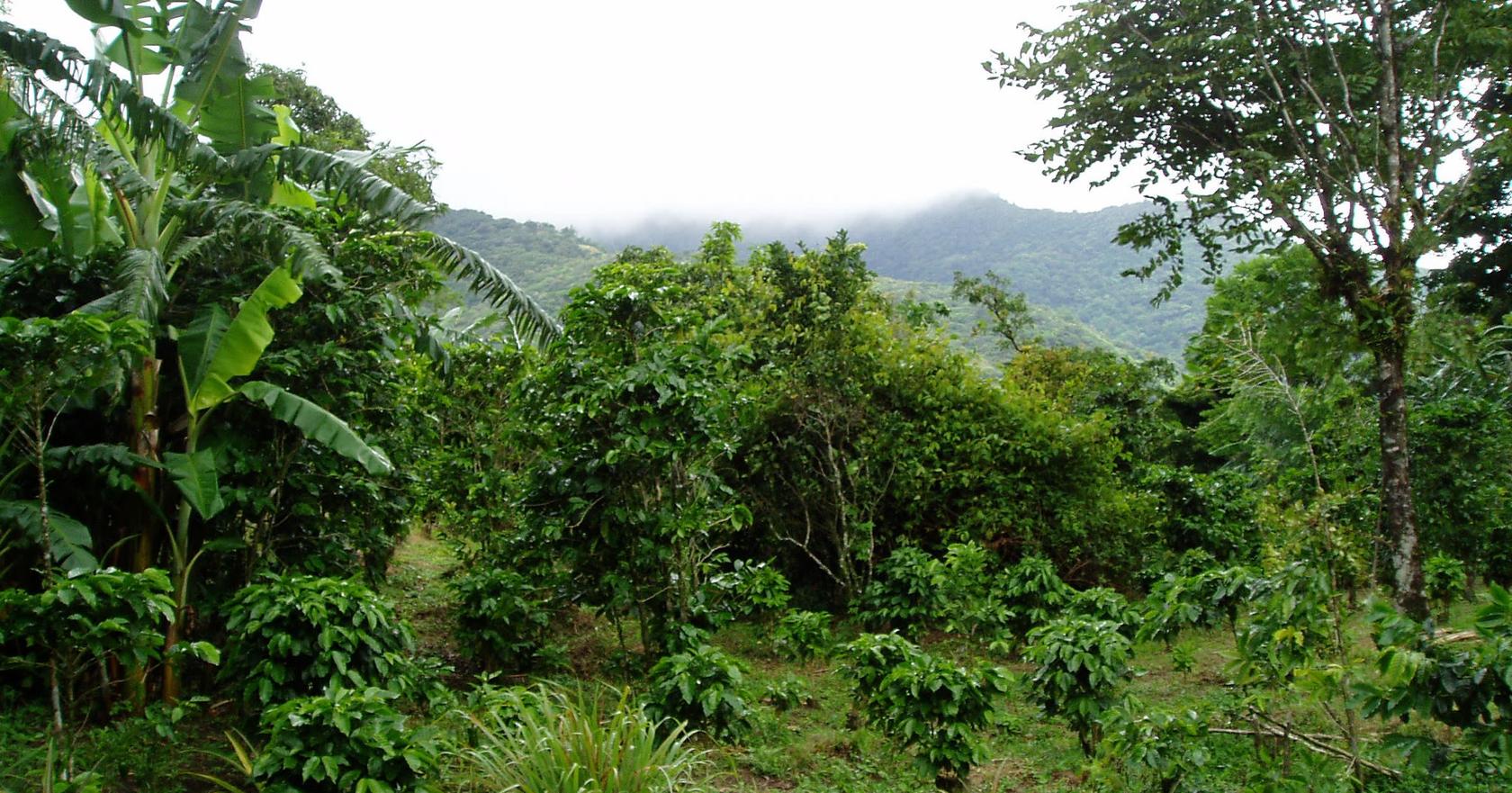 Why you should be drinking shadegrown coffee Lifeboost Coffee