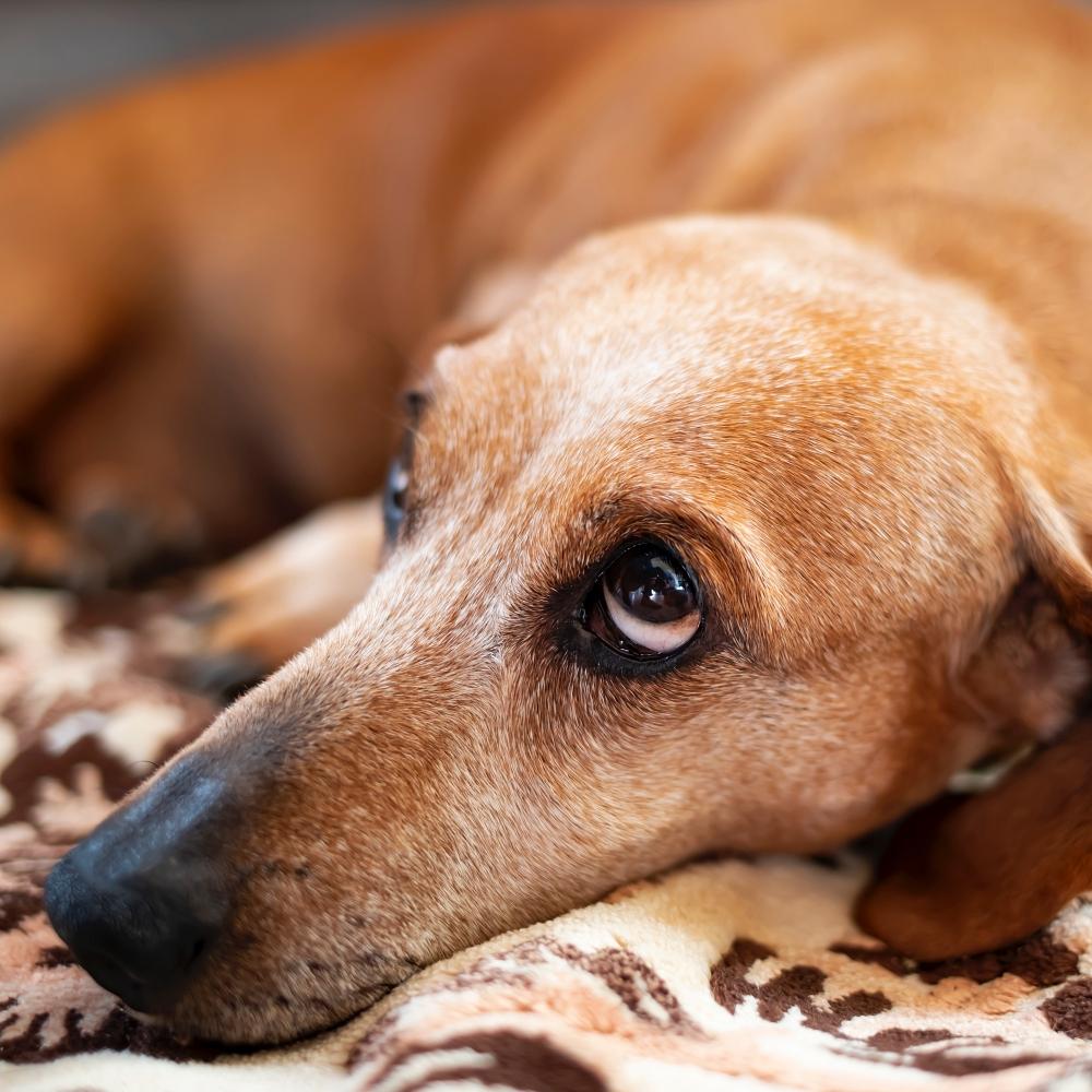 Close-up portrait of an old dachshund resting in the house.