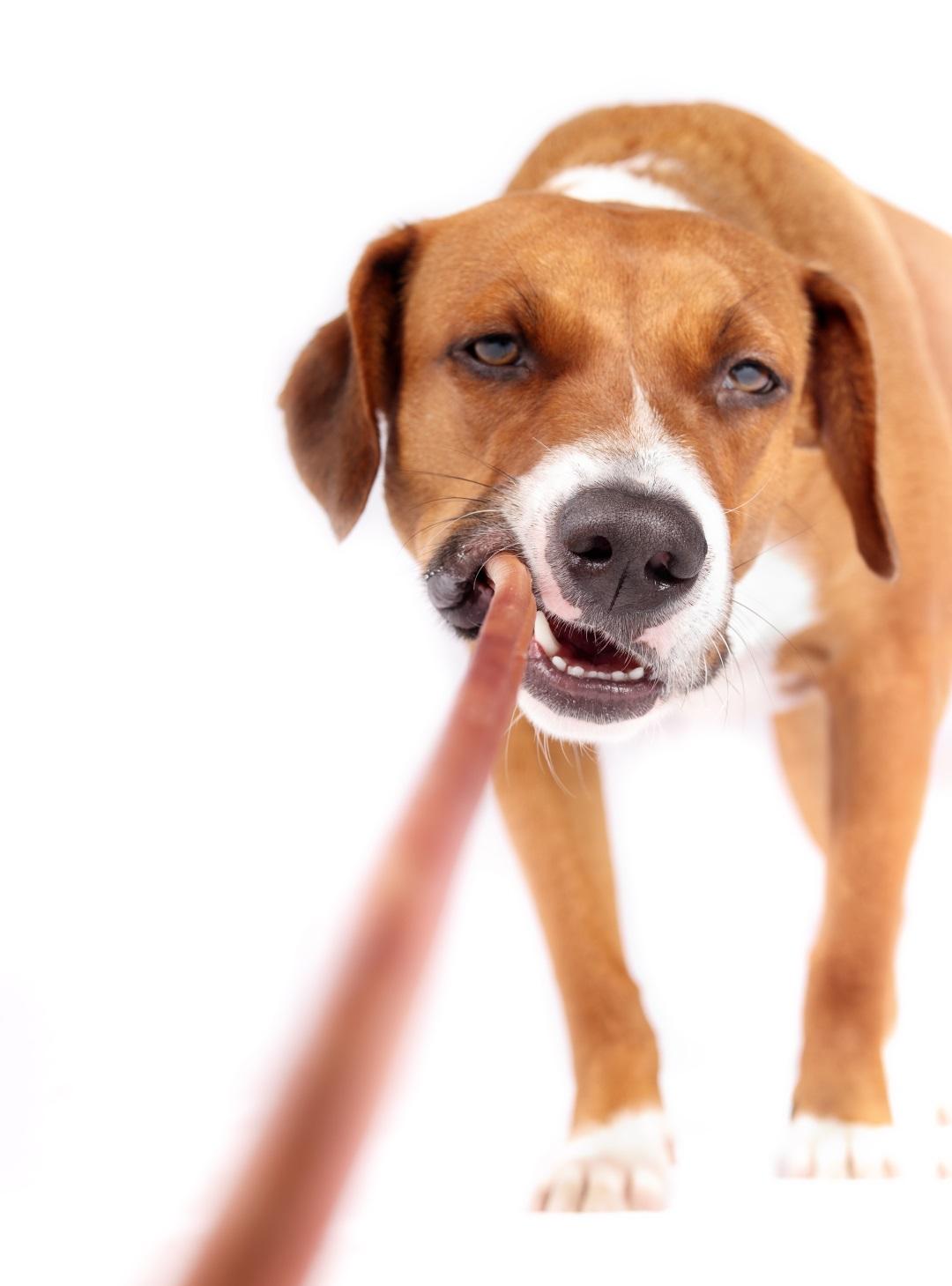 Happy dog with beef bull stick in mouth