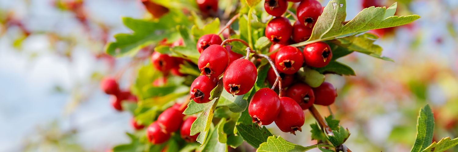 Hawthorn berry on a bush with leaves