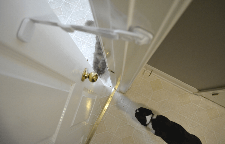 Door Buddy - dog proof litter box