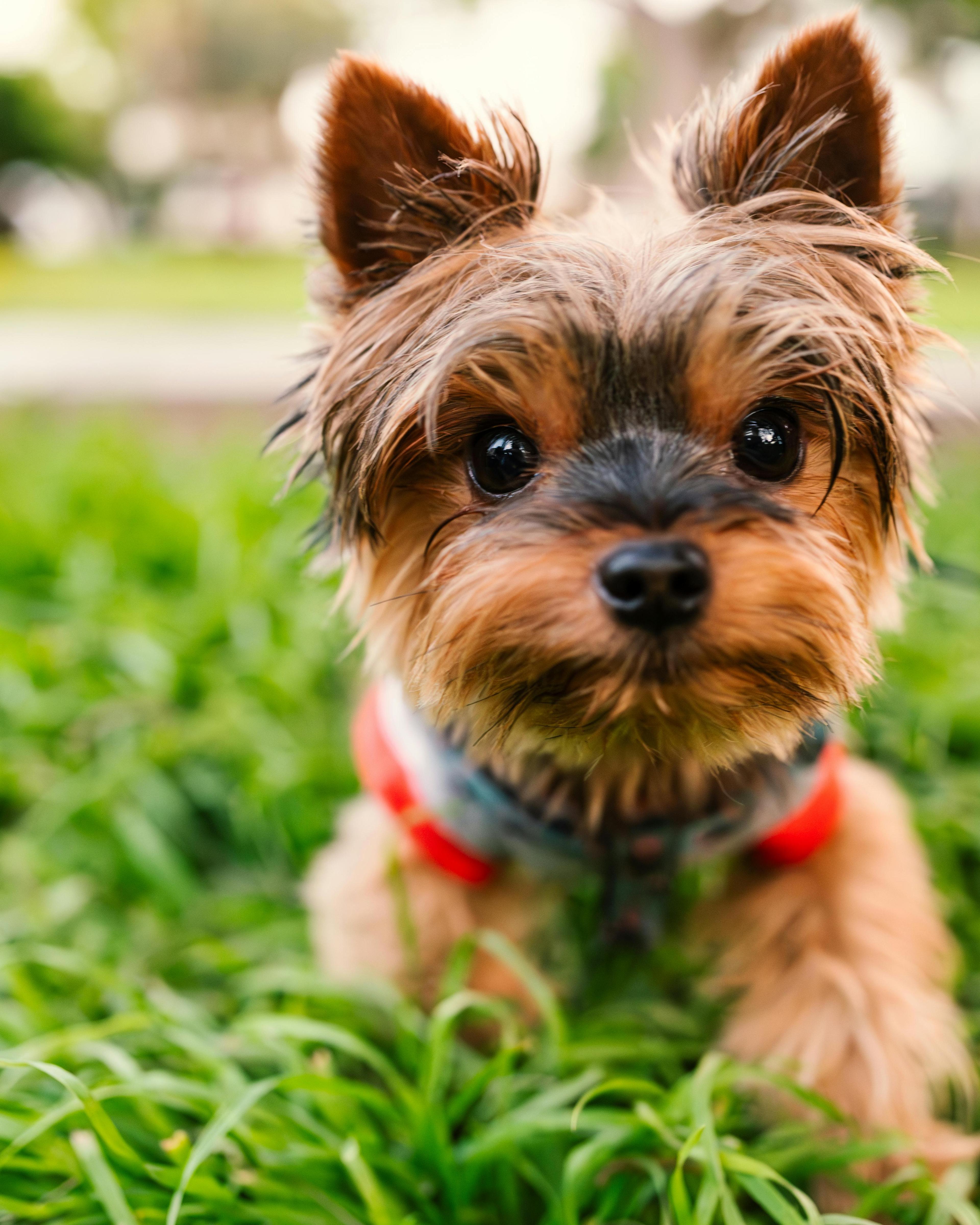 Yorkie puppy