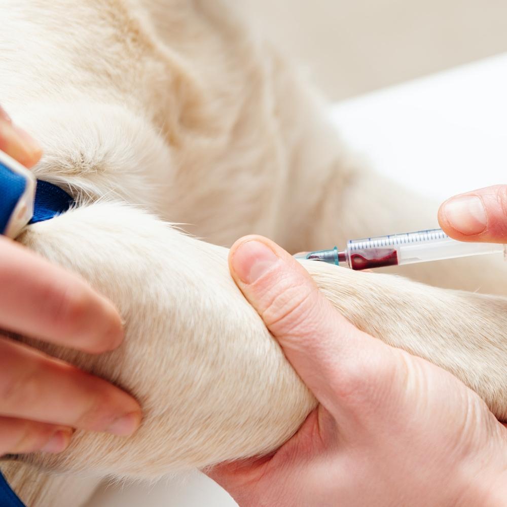Blood test extraction on dog