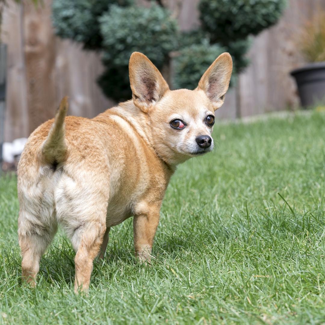 Chiweenie Dog Standing in Yard - female with cherry eye medical condition