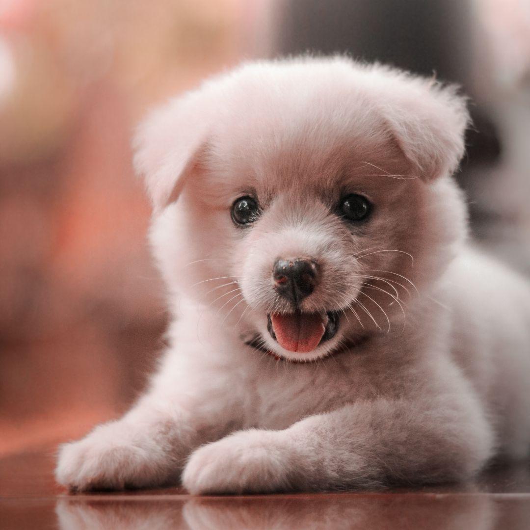 Close-Up Shot of an Adorable Japanese Spitz Puppy on Wooden Surface