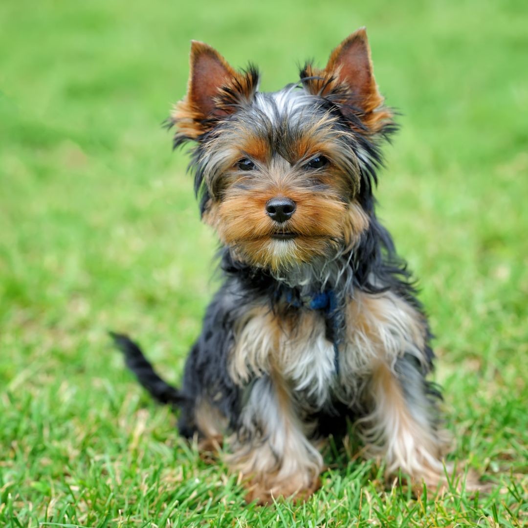 Yorkshire terrier outdoors