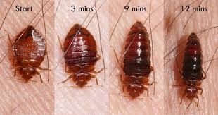 4 bed bugs stand same line