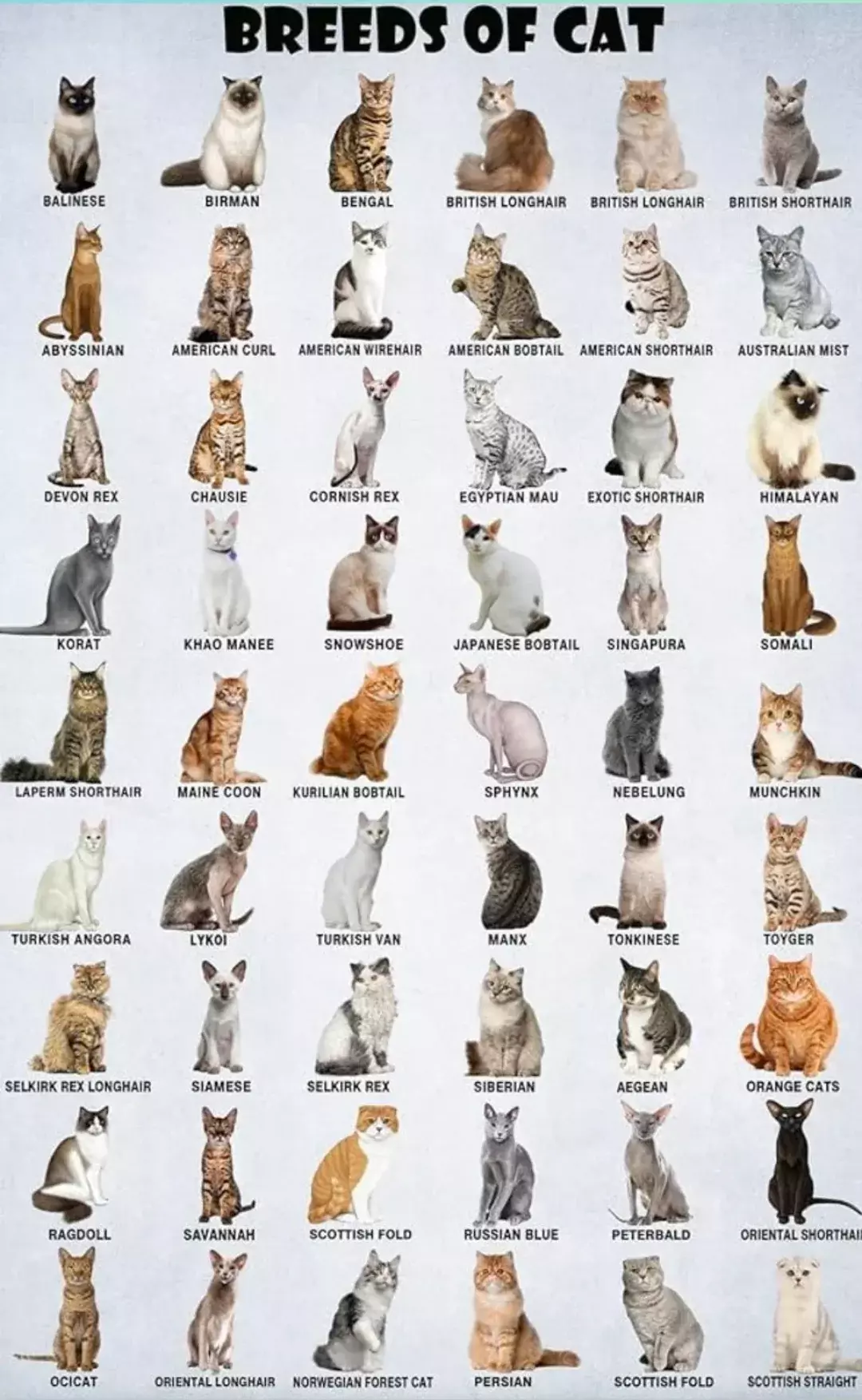 breeds of cat