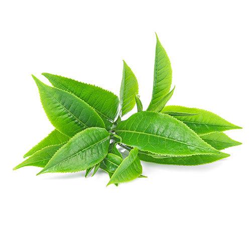 tea leaf extract