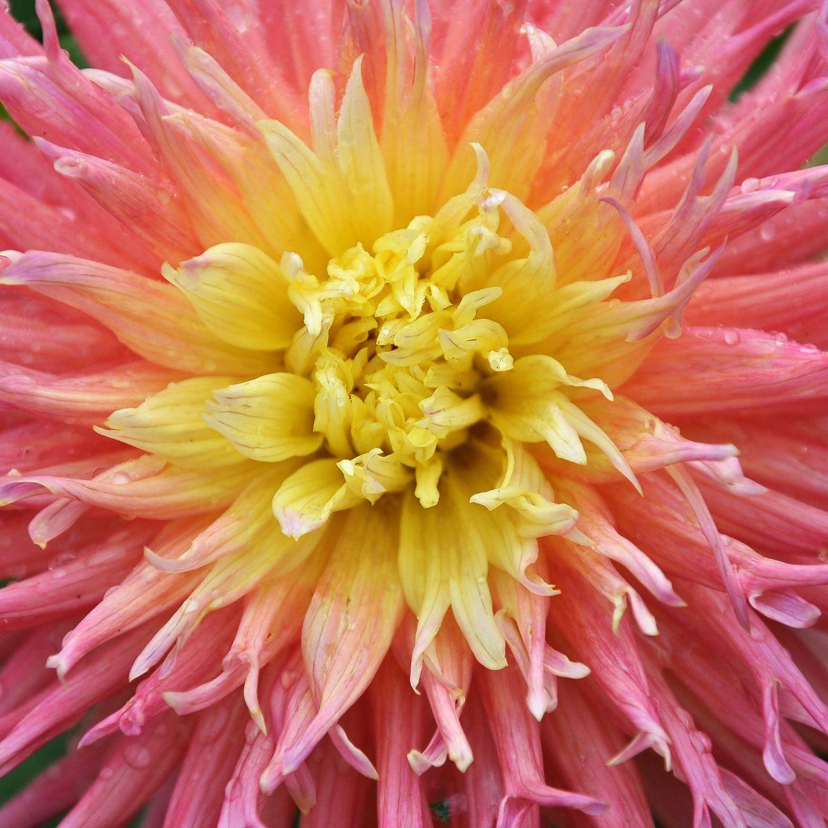 Cactus Dahlia Pink & Yellow