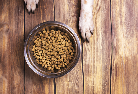 Dog with food bowl