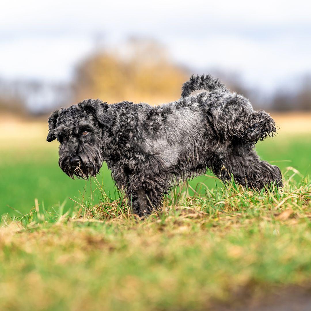 Why is My Dog Peeing in Her Sleep? Potty Buddy Potty Buddy™