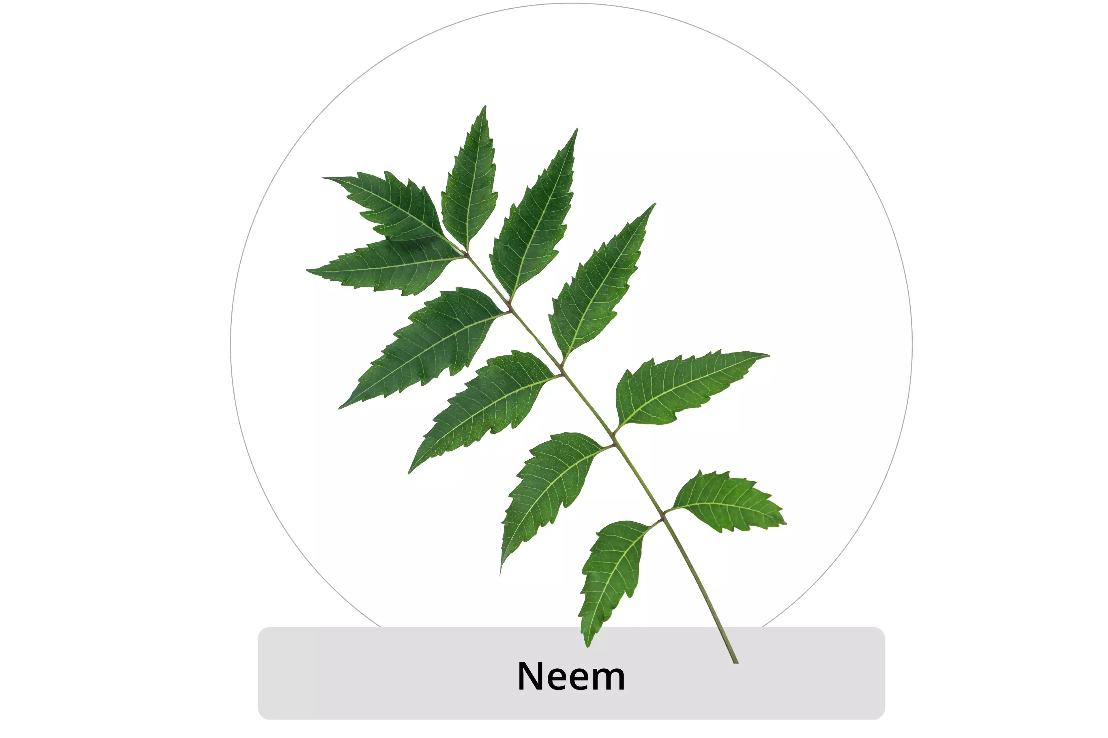 Neem leaves image