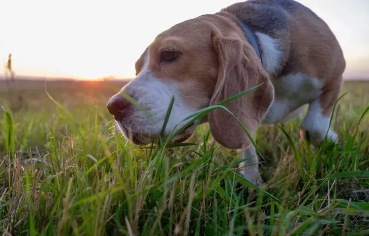 Why do dogs eat grass