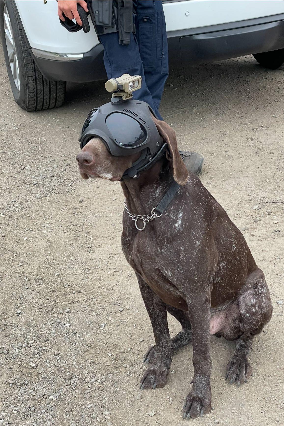 k9 deni with a camera on his head