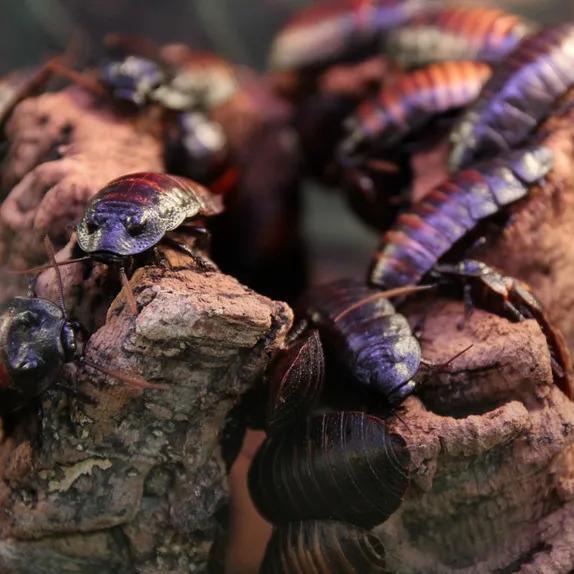 Roaches