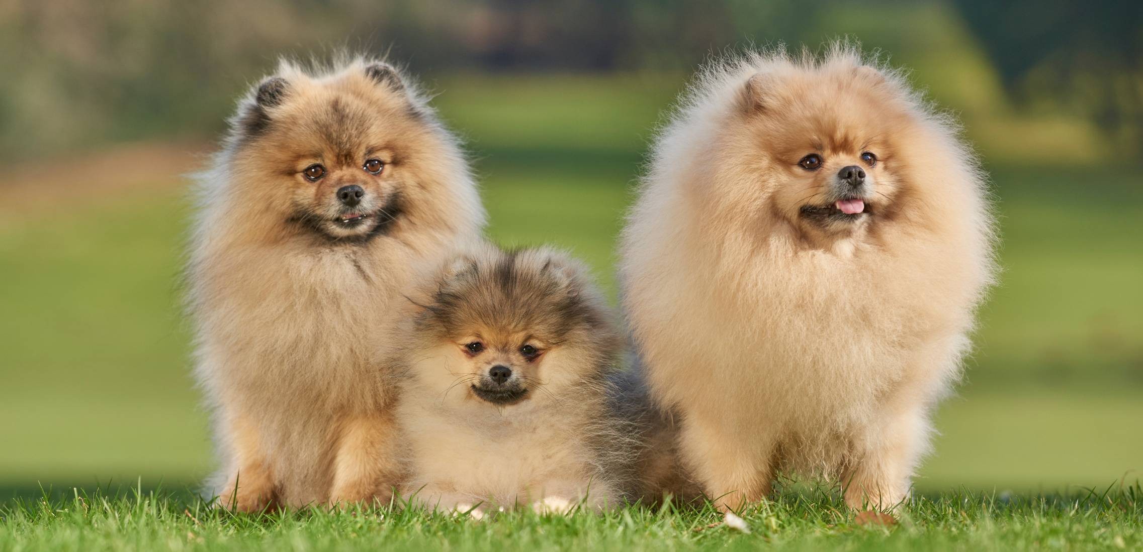 Three Pomeranian dogs outside
