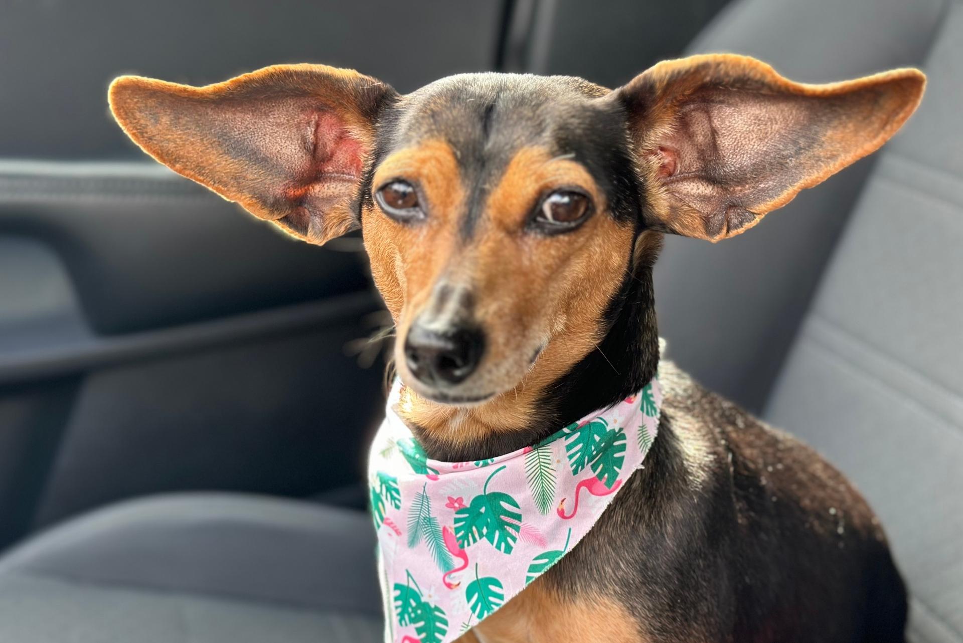 Chiweenie dog with the best ears in the car