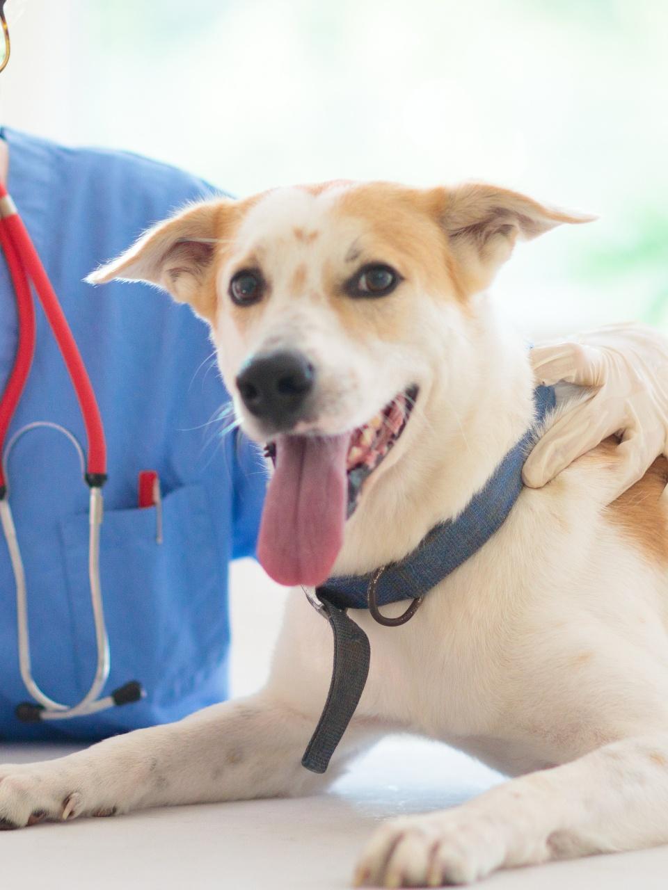 Pet check up