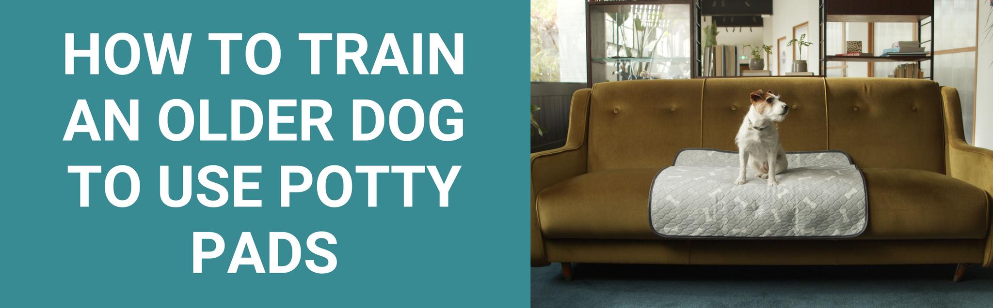 How to Train an Older Dog to Use Potty Pads Potty Buddy™