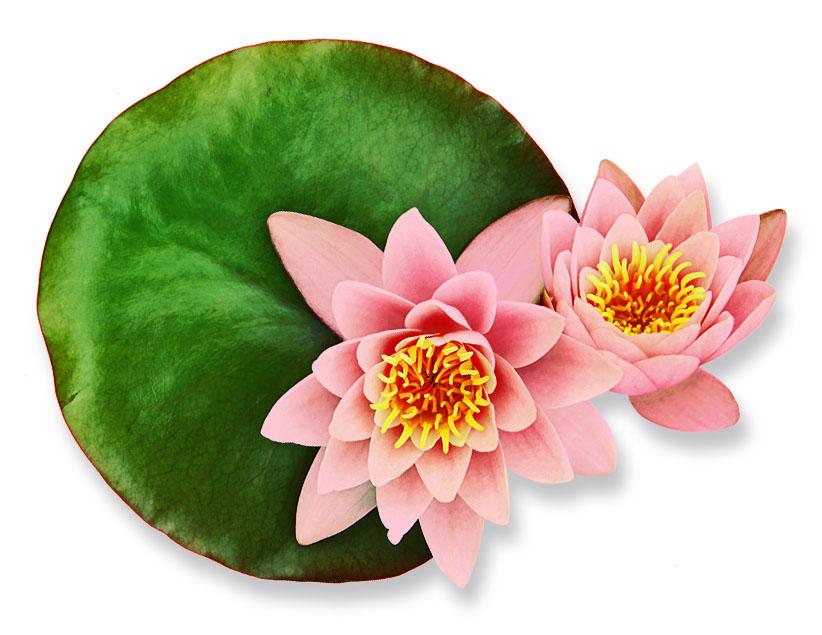 Sacred Lotus