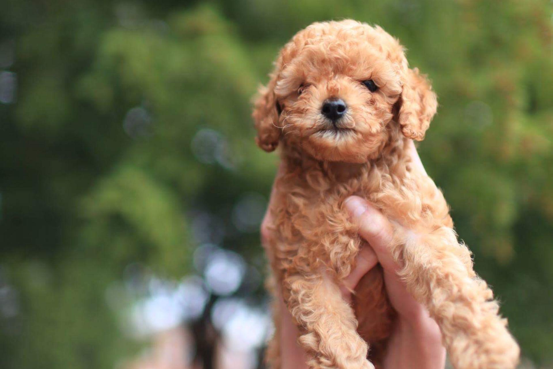 Toy Poodle puppy being held alof