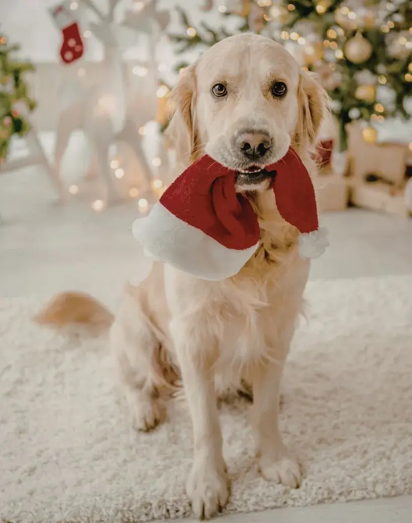 A cheerful dog wearing a festive Christmas hat, looking playful and ready for the holiday season.hing furniture, featuring effective techniques and tips.