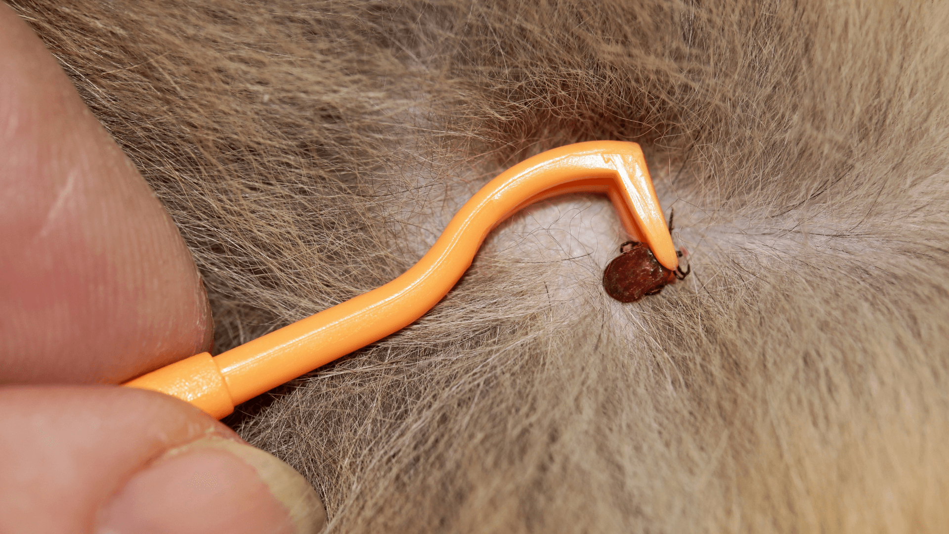 Door Buddy Blog - Removing Ticks from Dogs and Cats