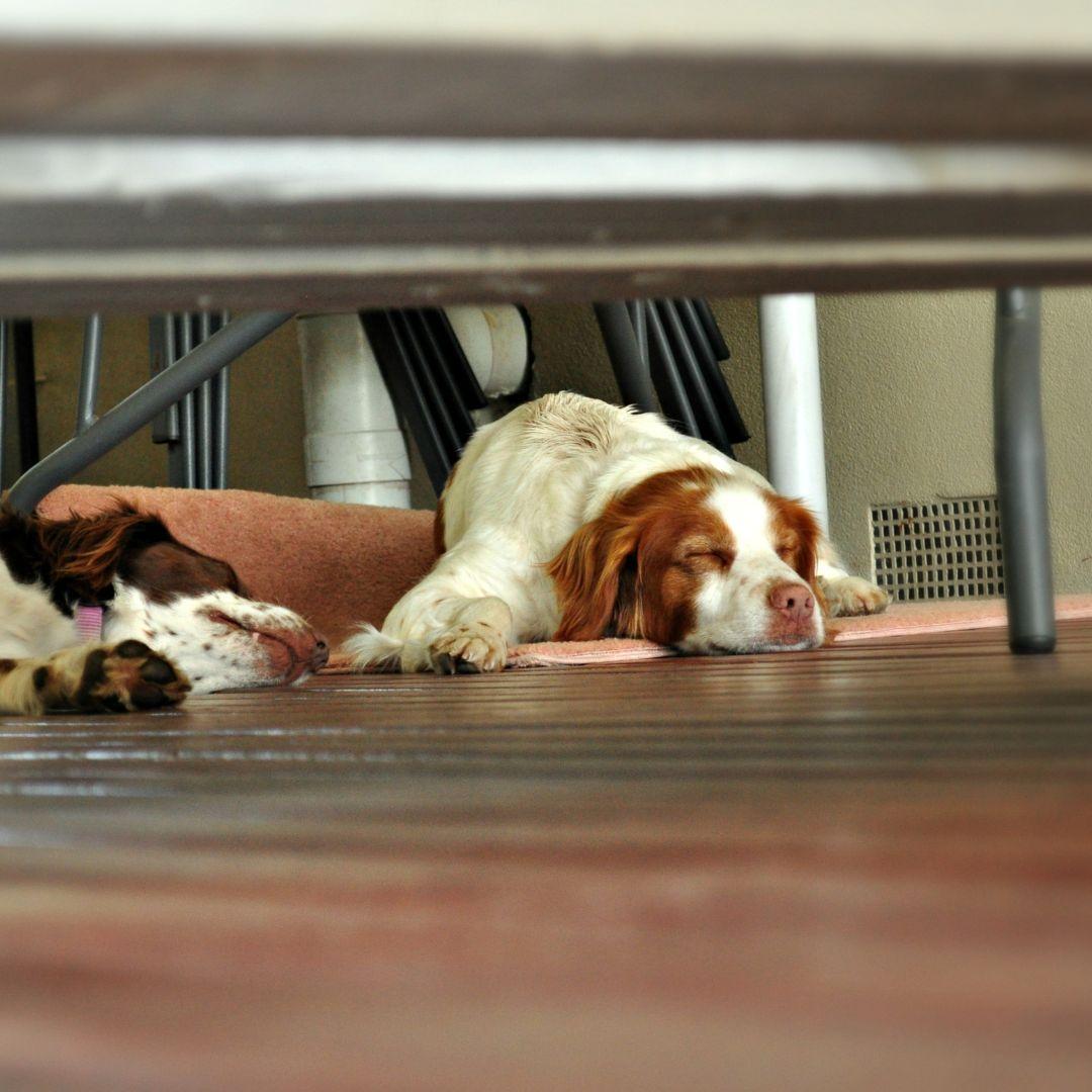 Dogs lying on floor