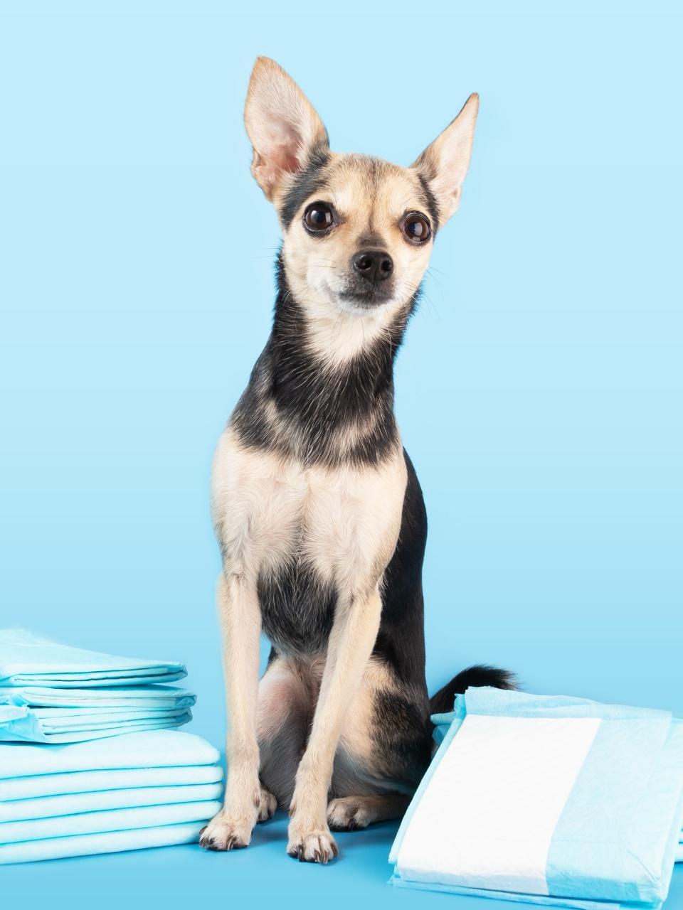 dog nappy, small dog with absorbent diaper pad, urine diaper pet napkin on blue background