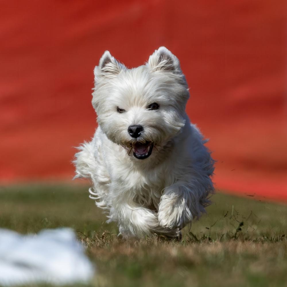 West Highland White Terrier Dog