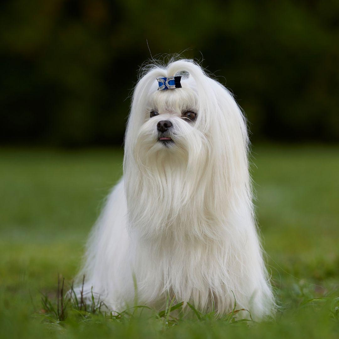 Maltese puppy