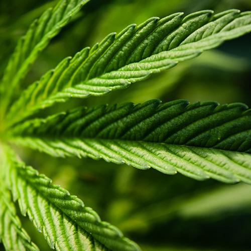 Rocket Domes Hemp Leaf