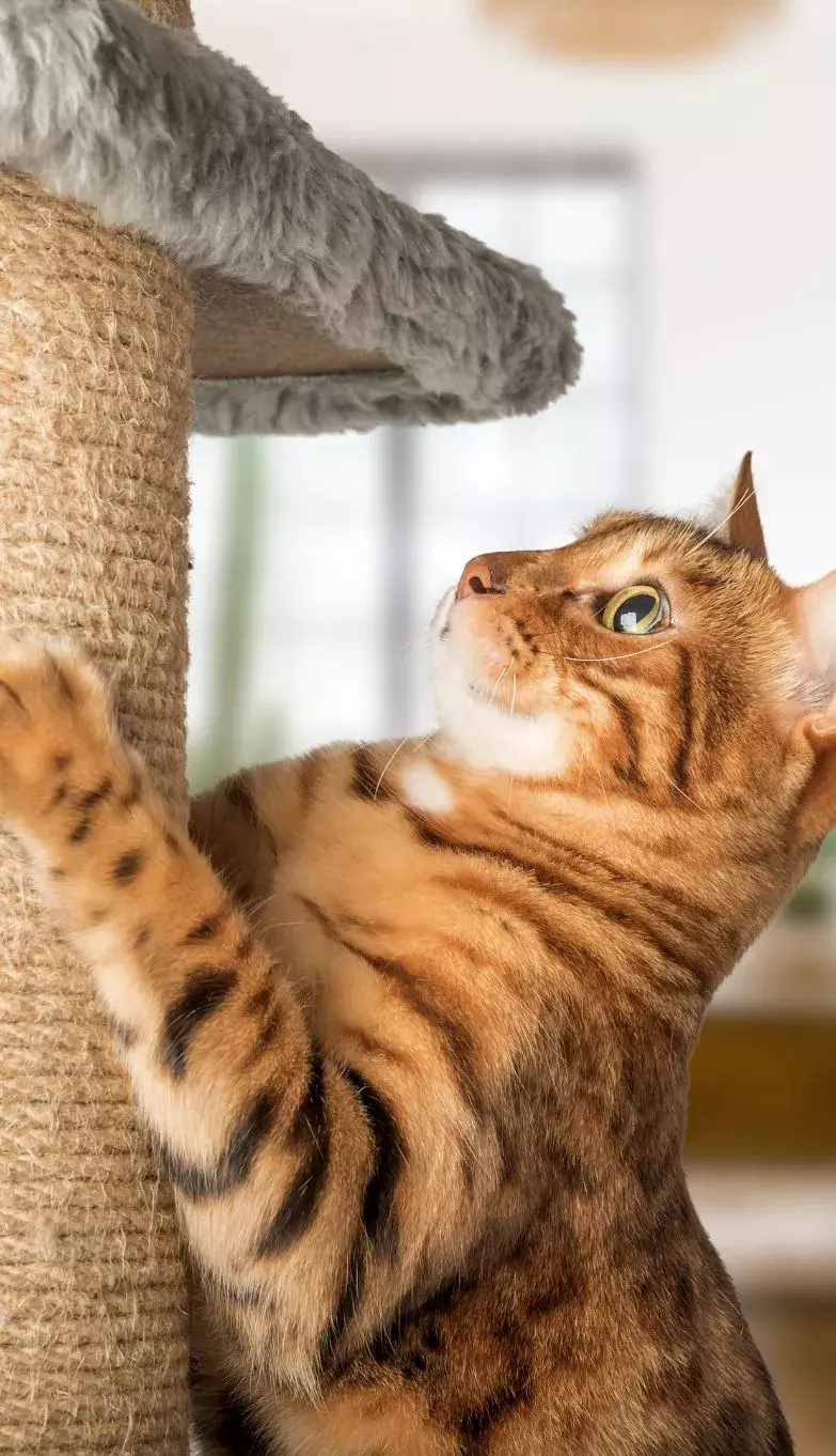 cat scratching furniture