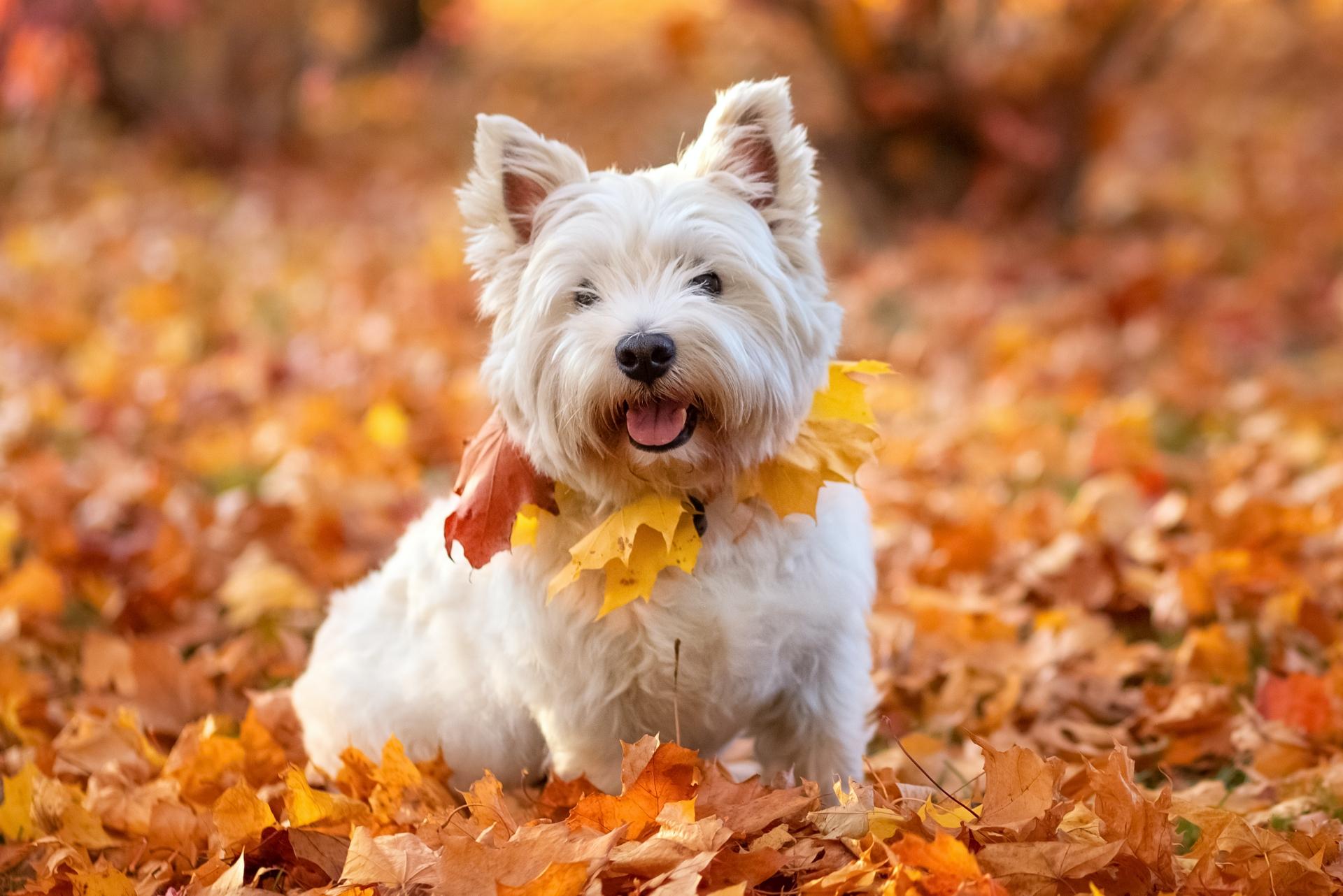 West Highland White Terrier Dog